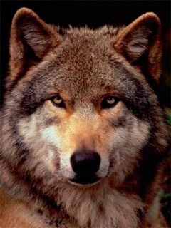 Сакен Садвакасов