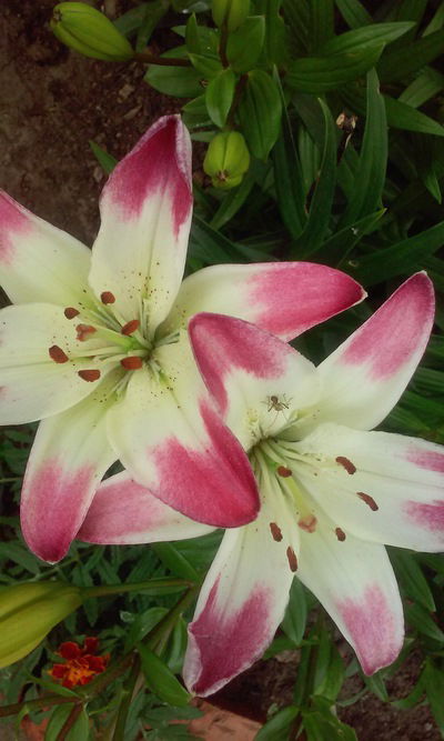 Лилия Хусаинова