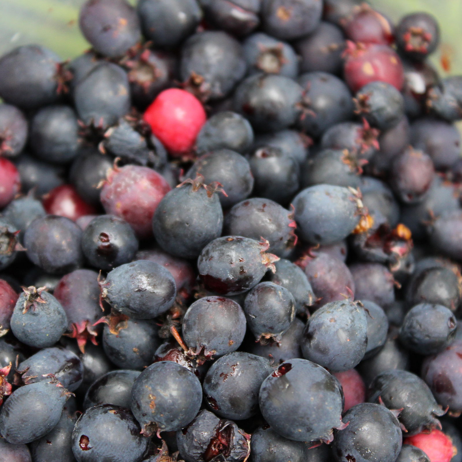 Вилсур Садриев