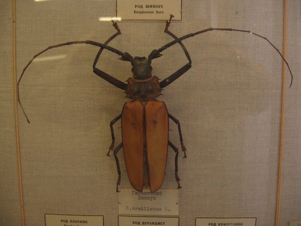 Полина Мурова