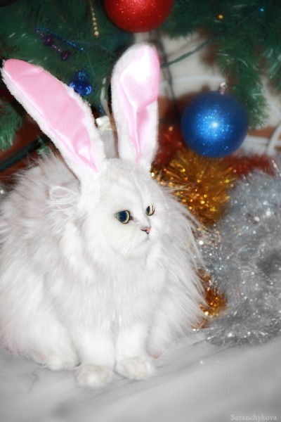 Екатерина Кожинова