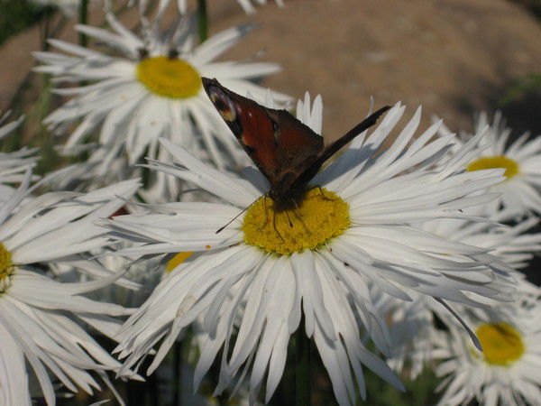 Людмила Есина