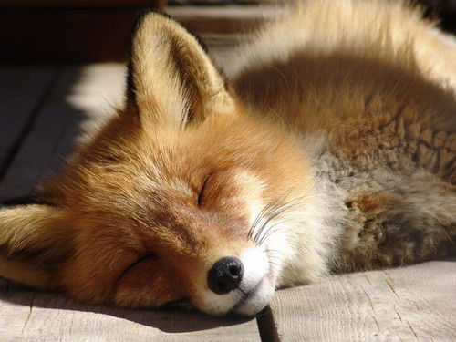 Ольга Смирнова