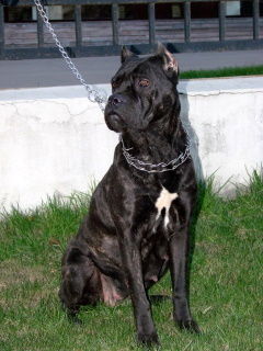 Илария Волостных