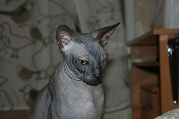 Светлана Макиенко