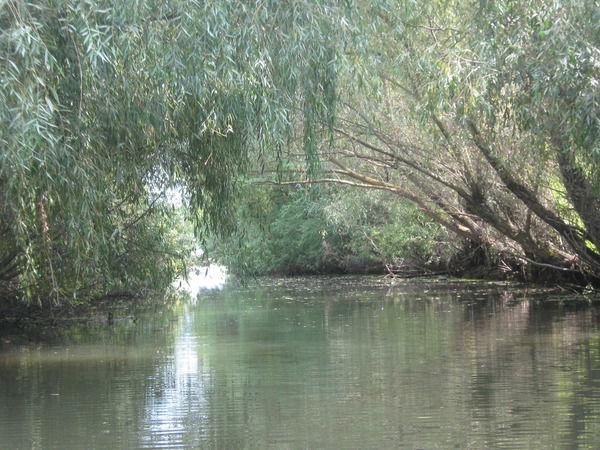 Анатолий Сорокопуд