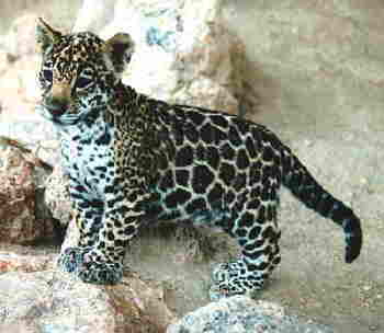 Ольга Альбатырова