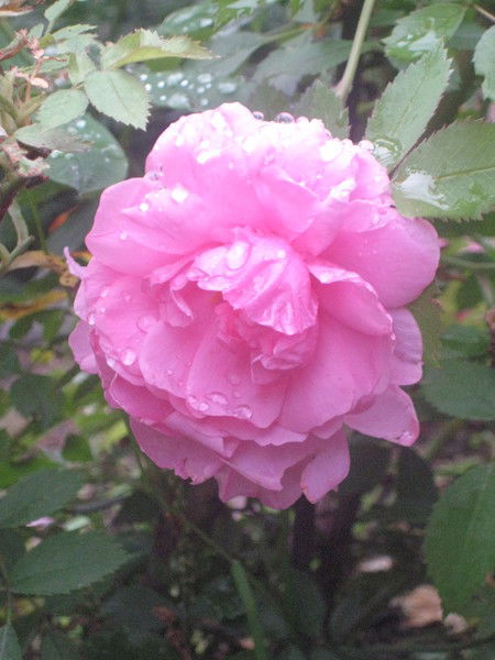 Наталья Кутузова