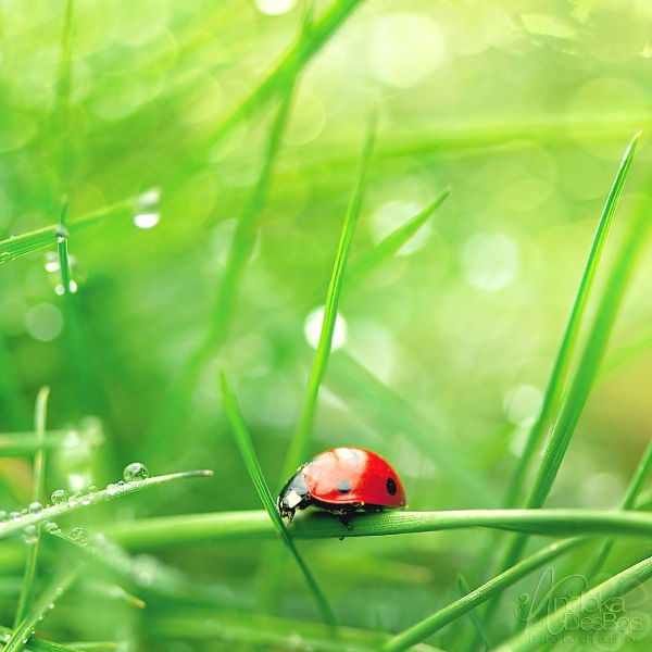 Елена Иванова