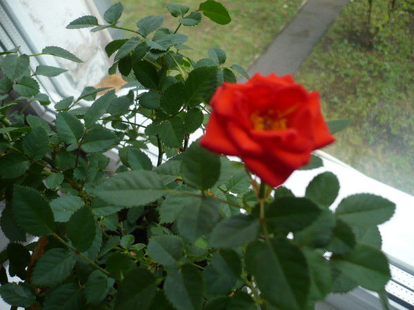 Лариса Булаева