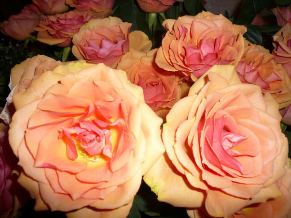 Ольга Коваленко