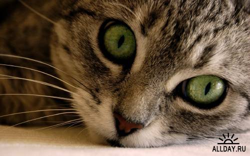 Ания Солтанкулова