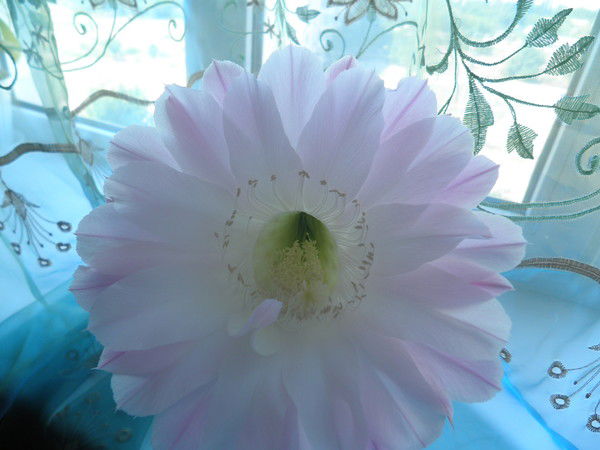 Елена Рогальская