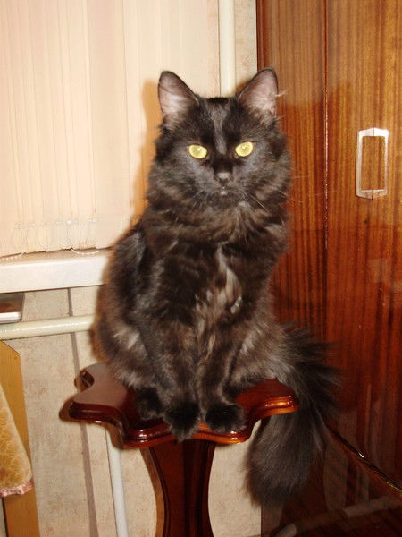 Елена Гулид