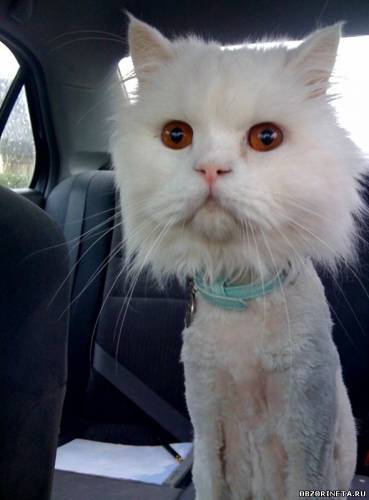 Aндрей Антонов