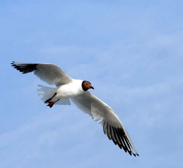 Лариса Дунаева