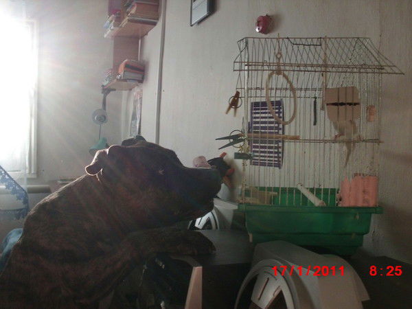 Герыч *online* Irbis