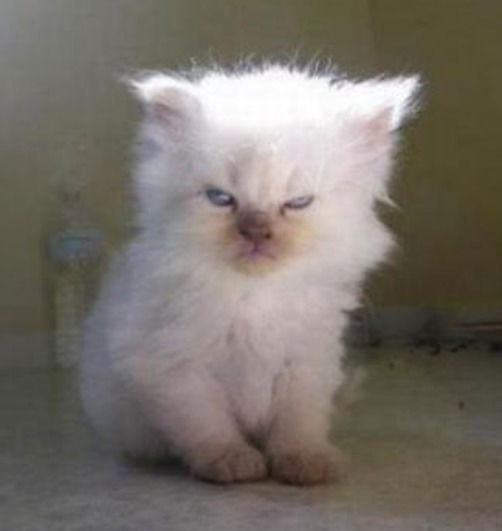 Антон Григорьев