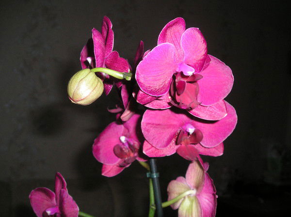 Ирина Земцова