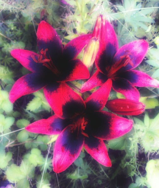 Лариса Дамирова