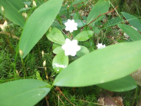 Елена Москаленко