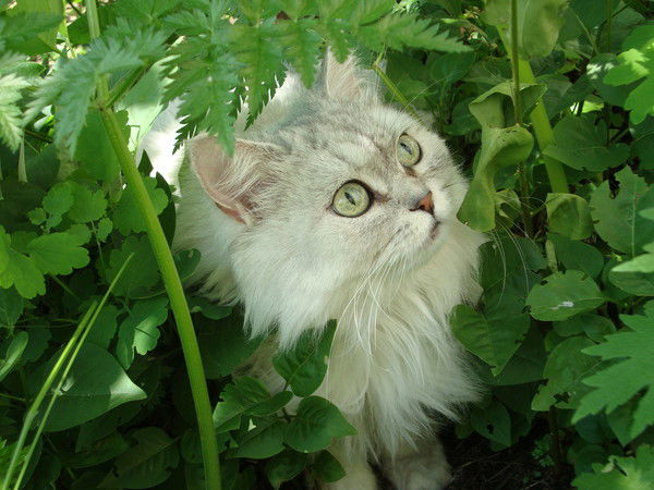 Лариса Афонина