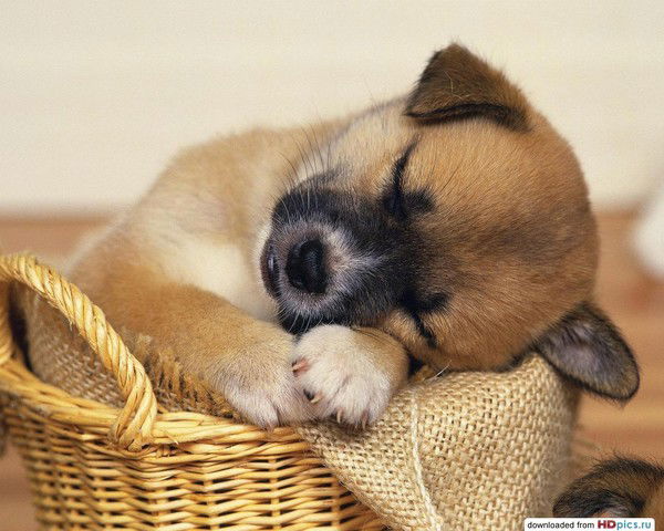 Оксана Жиронкина