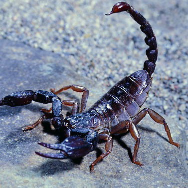 Куни Кунилингус