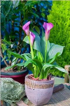 Эльвира Буденко