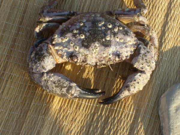 Алексей Классен