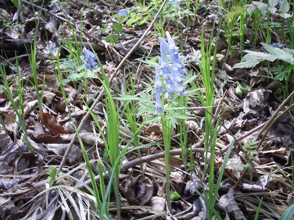 Евгения Липовецкая