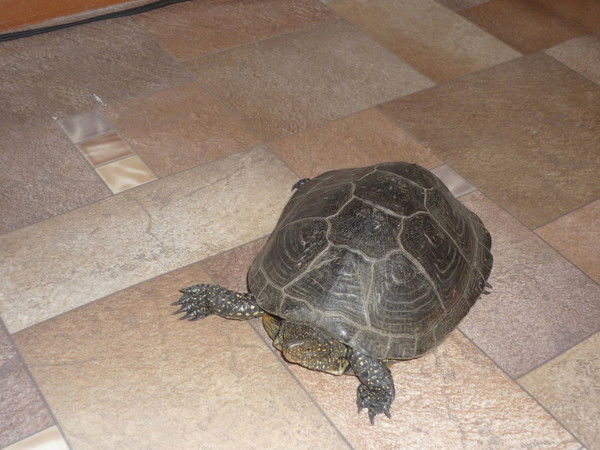 Жильченко Алексей