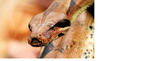 Даниил Голосеенко