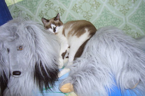 Анастасия Бочерикова