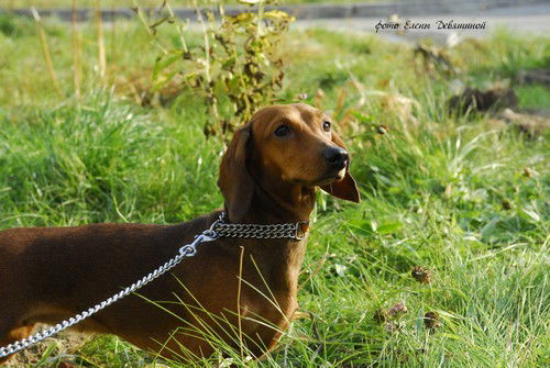 Максим Сайбель