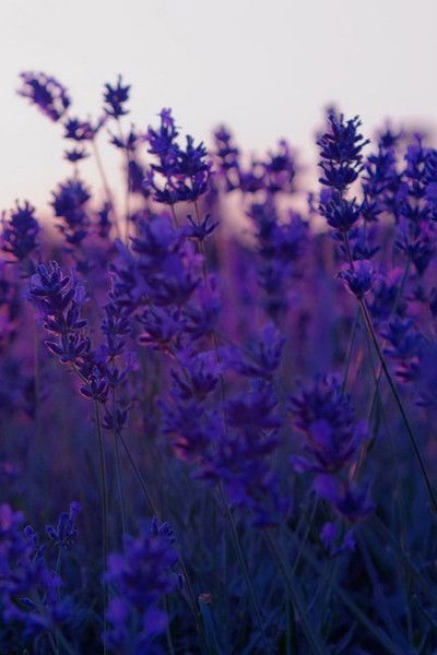 Aygerim Zhamburchinova