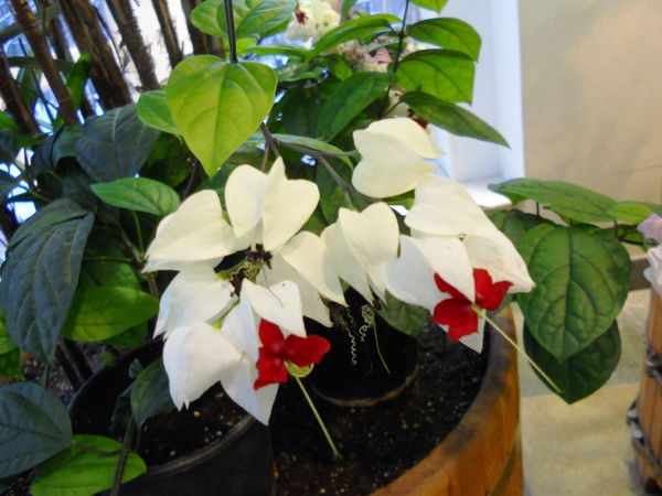 Кугарчинская Рои -