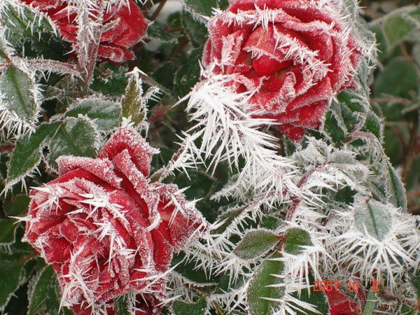 Валентина Шадрина