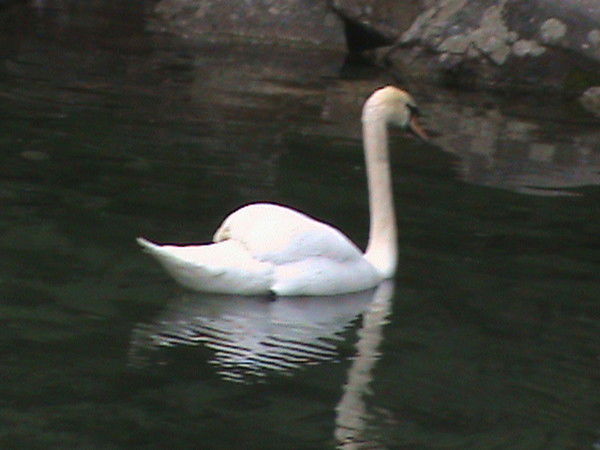 Наталия Нелюбова