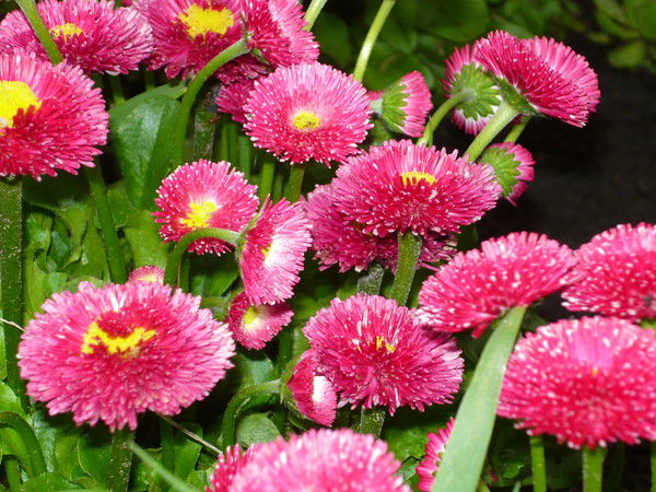 Светлана Чирятьева