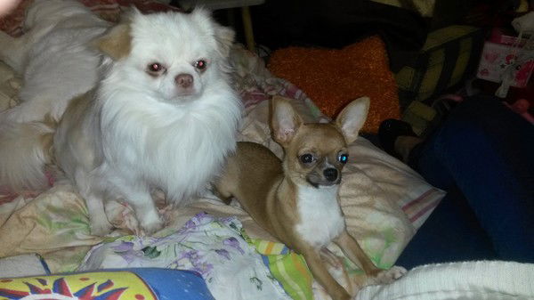 Елена Аминджанова