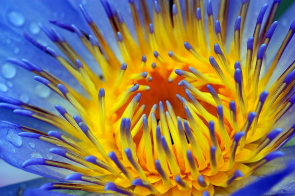 Sharbat Khabibullaeva