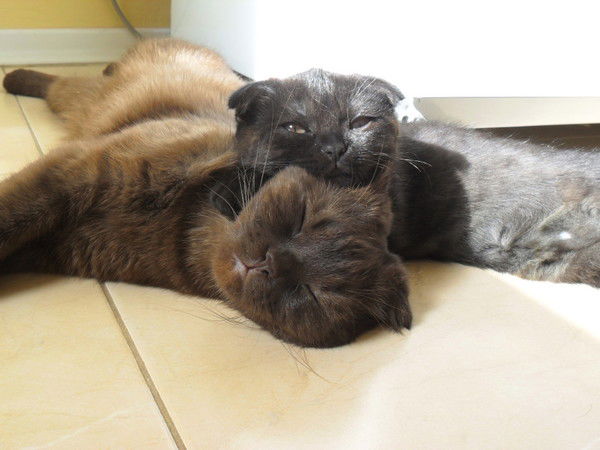 Августа Вражевская