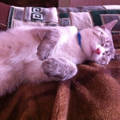 Кот-Мася Масян