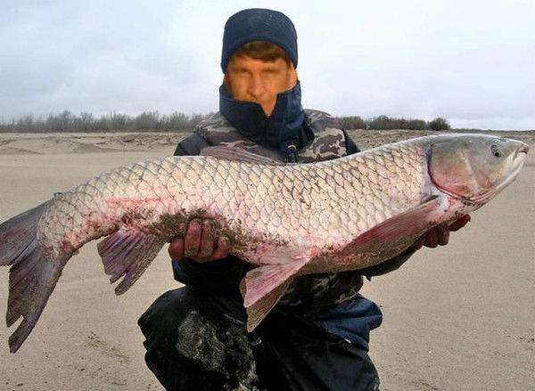 Николай Вировой