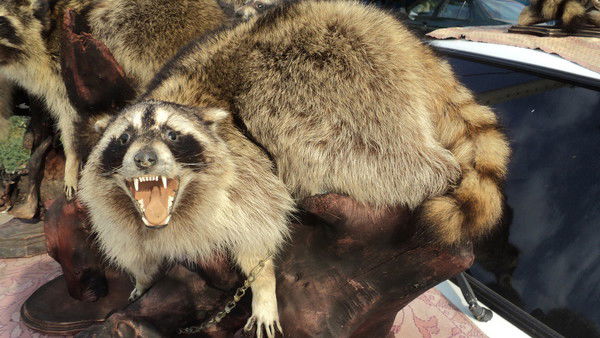 Инна Сторчакова