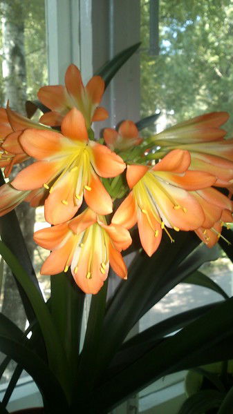 Елена Мокеева