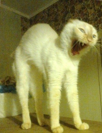 Егор Смирнов