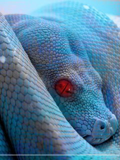 Алексей Зубков