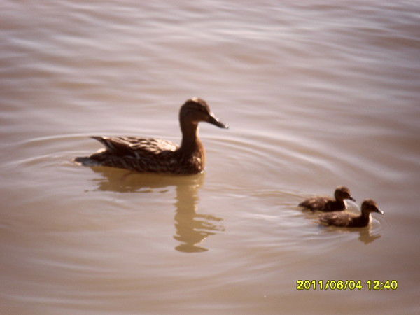 Наталья Иванова